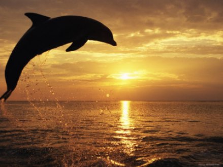 bottlenose dolphins jumping